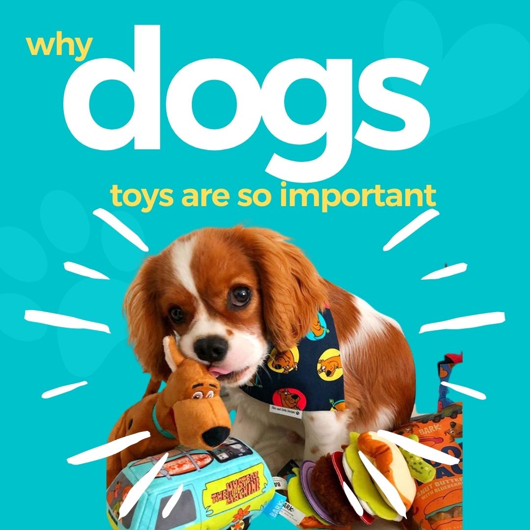 Why Dog Toys Are Important (1)